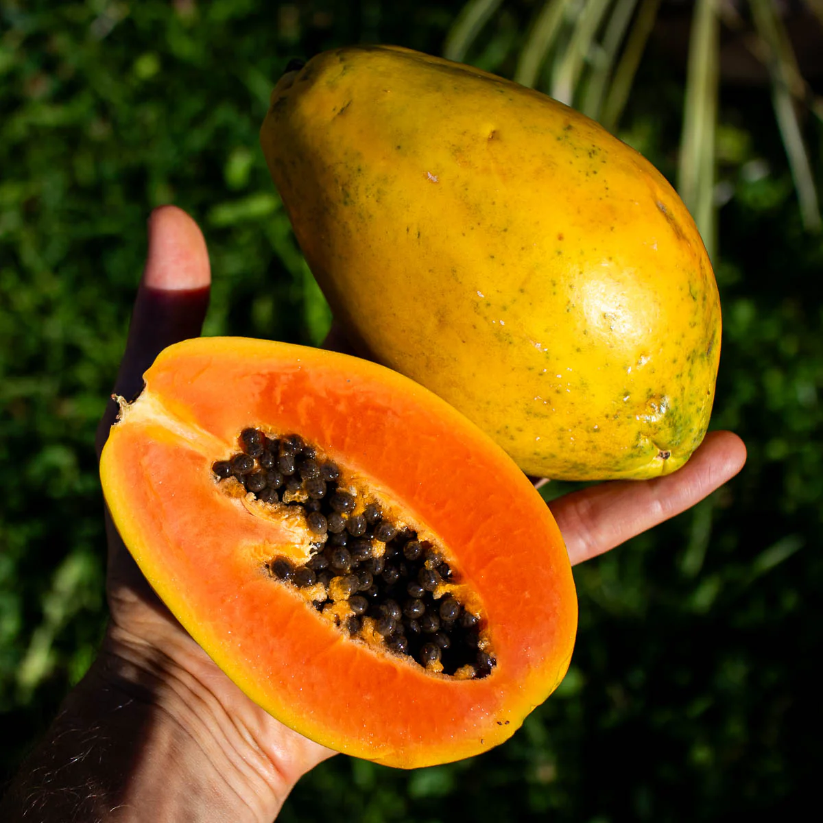 Papayas
